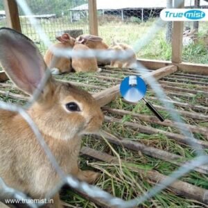 Rabbit Farm Misting System misting system for rabbit farm in india supplier manufacturer