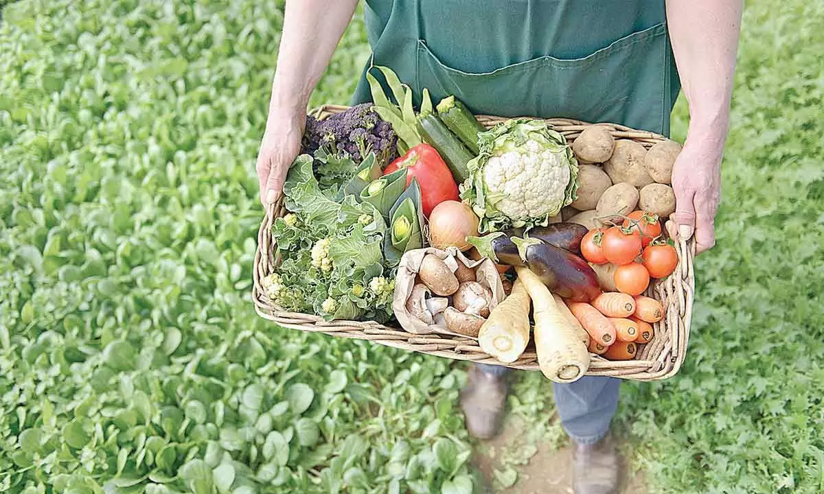 Chemical-Free Produce