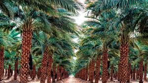 Date Palm & Orchard Farms
