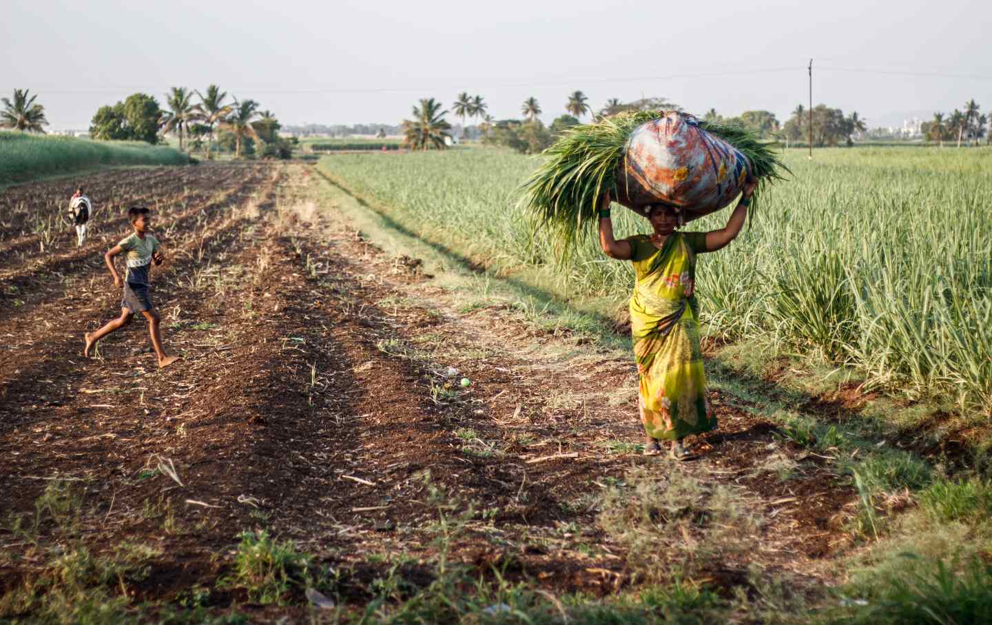 Hot Climate Farming