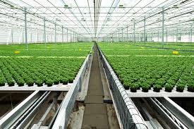 Indoor Farming
