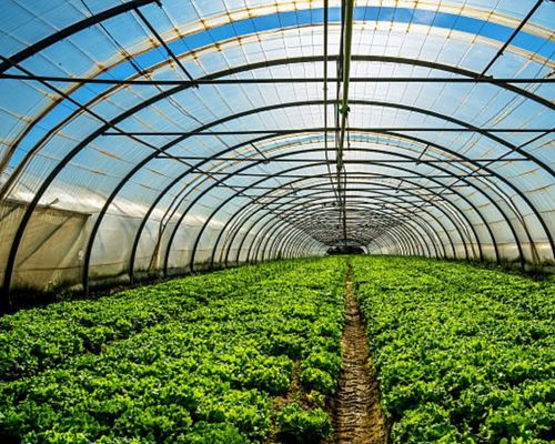 Polyhouse Farming